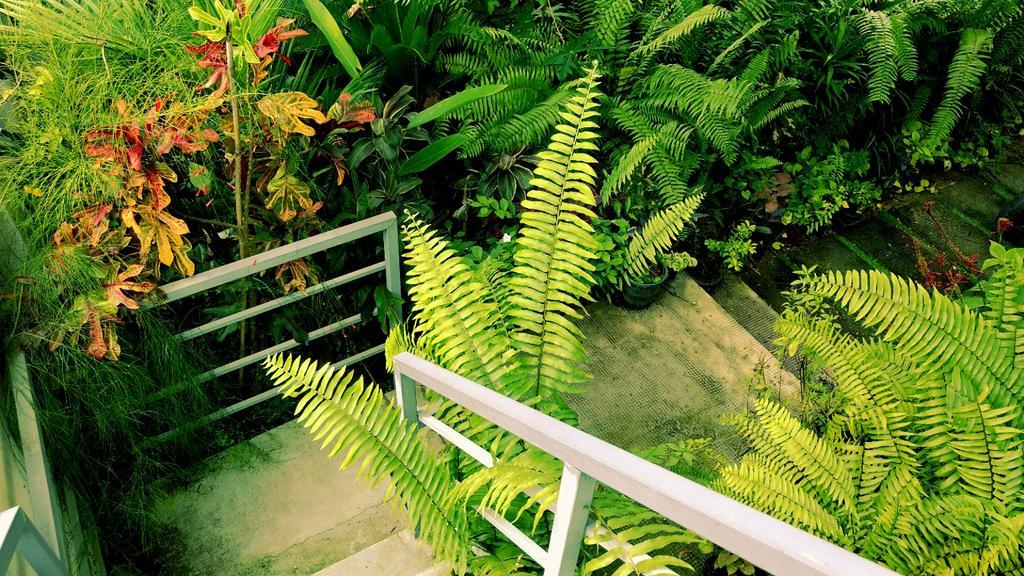 Villa Mariana Kochi المظهر الخارجي الصورة